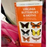 Virginia Butterflies & Moths