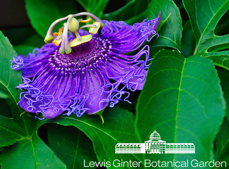The showy purple passion flower (Passiflora incarnata) is a rapid-growing vine that serves as a host plant for butterflies.