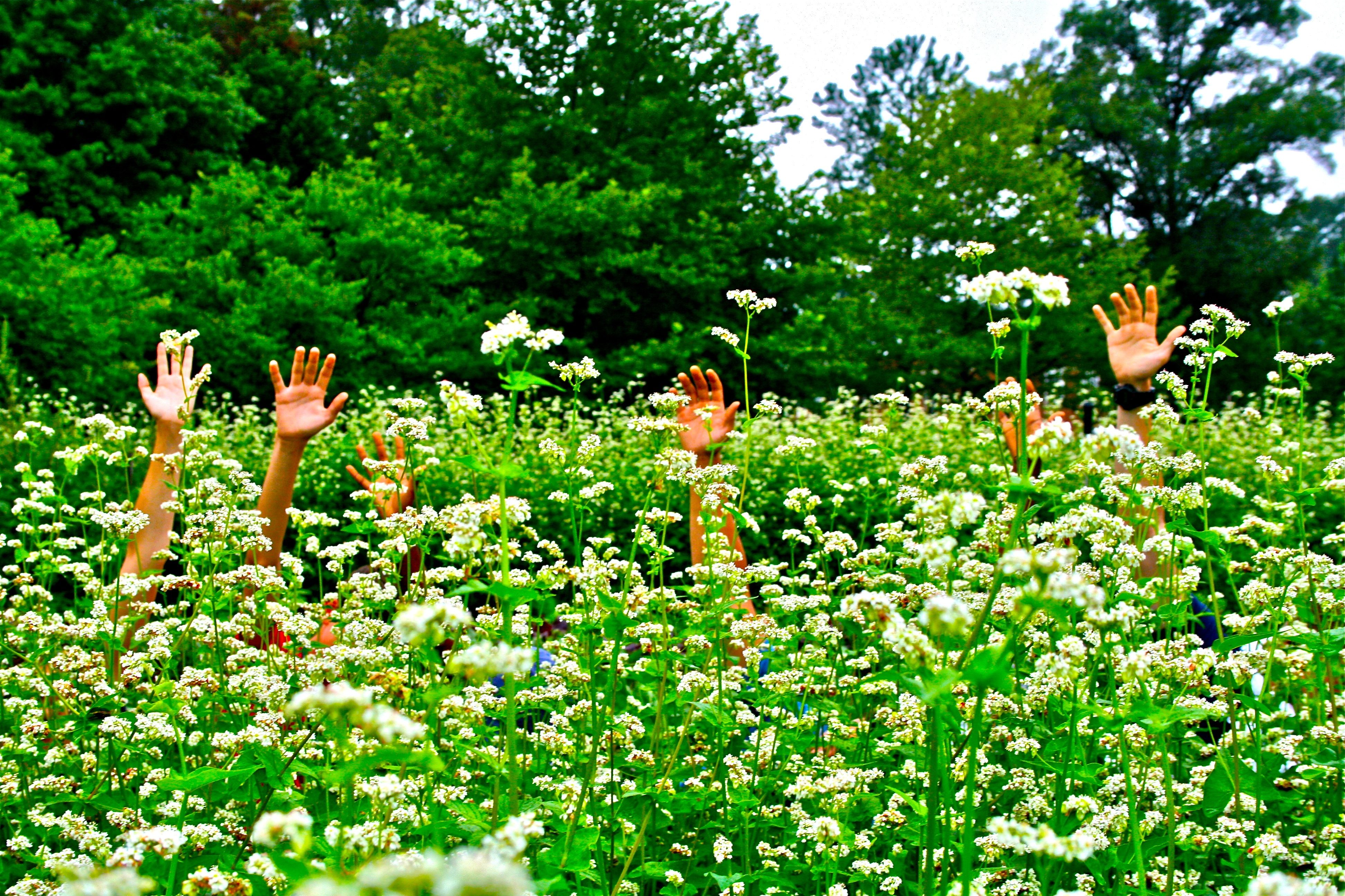 Members of the Lewis Ginter Youth Volunteer Program have a little fun in the Community Kitchen Garden buckwheat plot.