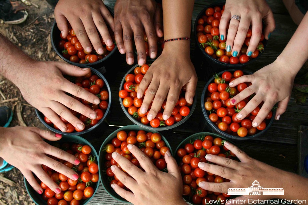 Volunteers from VCU's School of Social Work pause during a cherry tomato picking session.