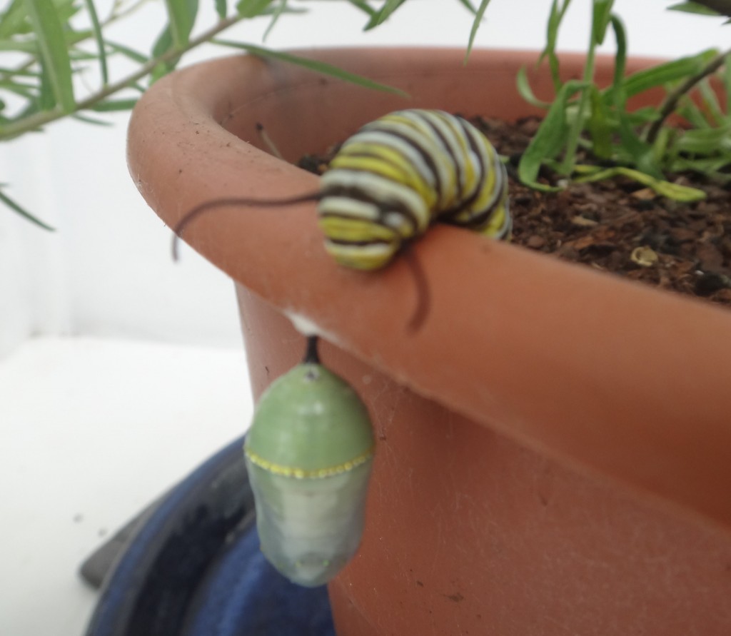 monarch catterpillar and chrysalid
