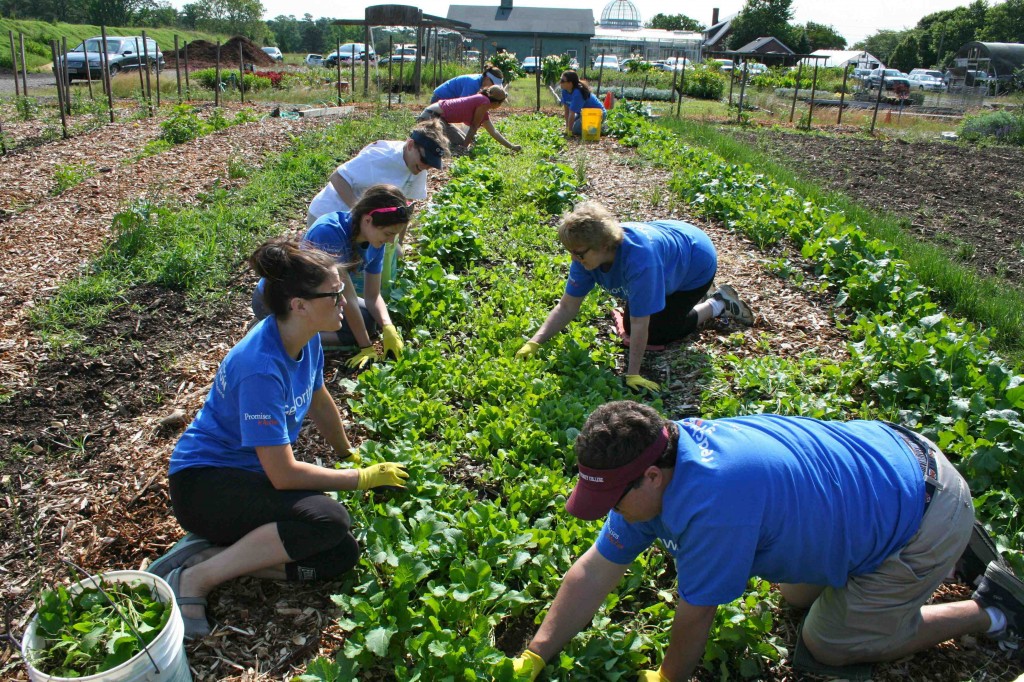 The task of thinning turnip seedlings affords a relaxing opportunity for conversation & team building. 