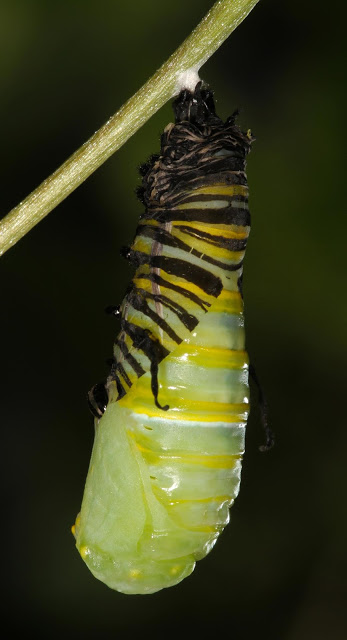 Monarch caterpillar becoming a chrysalis.  