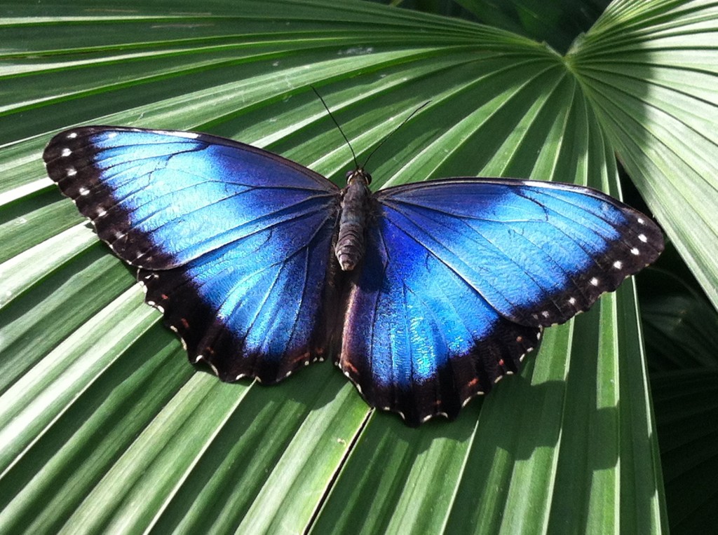 Common morpho; Morpho peleides