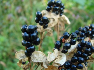 The fruit of the blackberry lily.