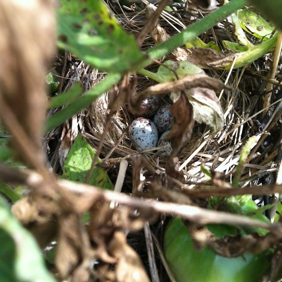 Northern Mockingbird nest found in a tomato plant at the Community Kitchen Garden.