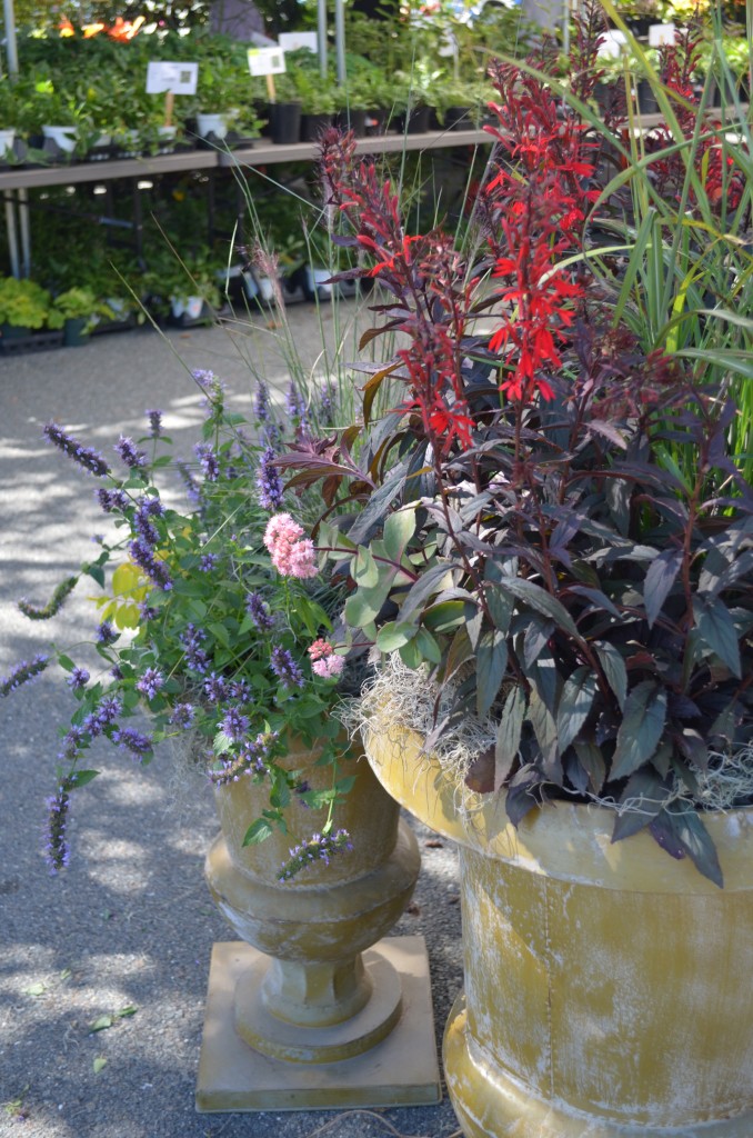 Cardinal Flower (Lobelia 'Black Truffle' ) 