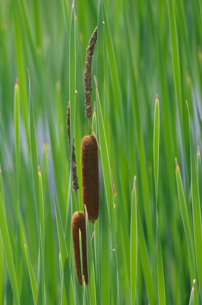 Cattails, also known as bulrushes, prefer wetland areas.