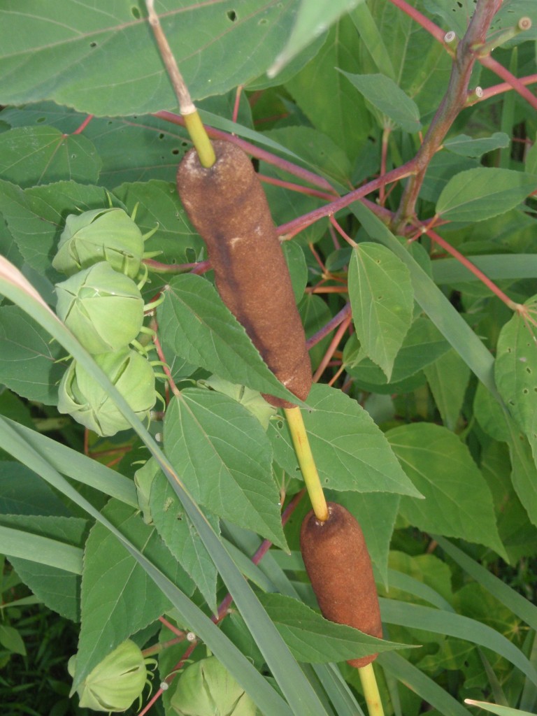 This unusual “two-fer”—two flower heads sharing the same stalk—was photographed at the edge of Lake Sydnor in Lewis Ginter Botanical Garden.