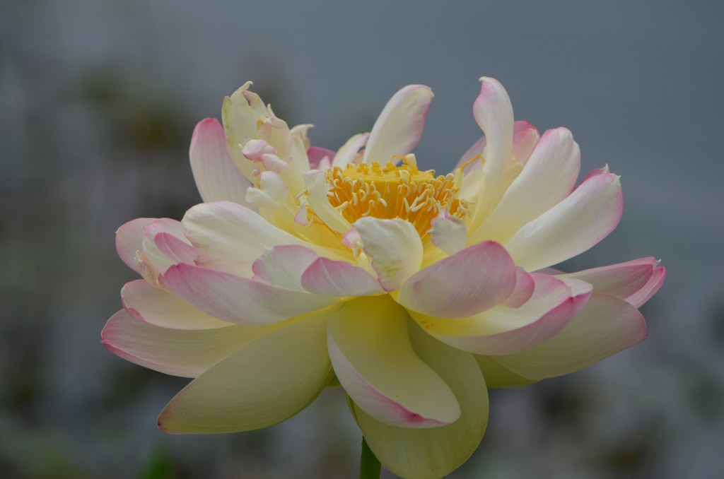'Mrs. Perry D Slocum' lotus blooming.