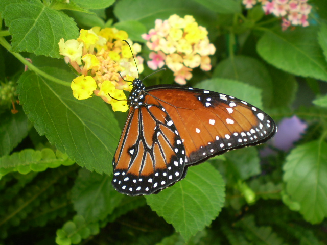 Queen (Danaus gilippus), a cousin of the Monarch, stopping to drink nectar from a Lantana flower