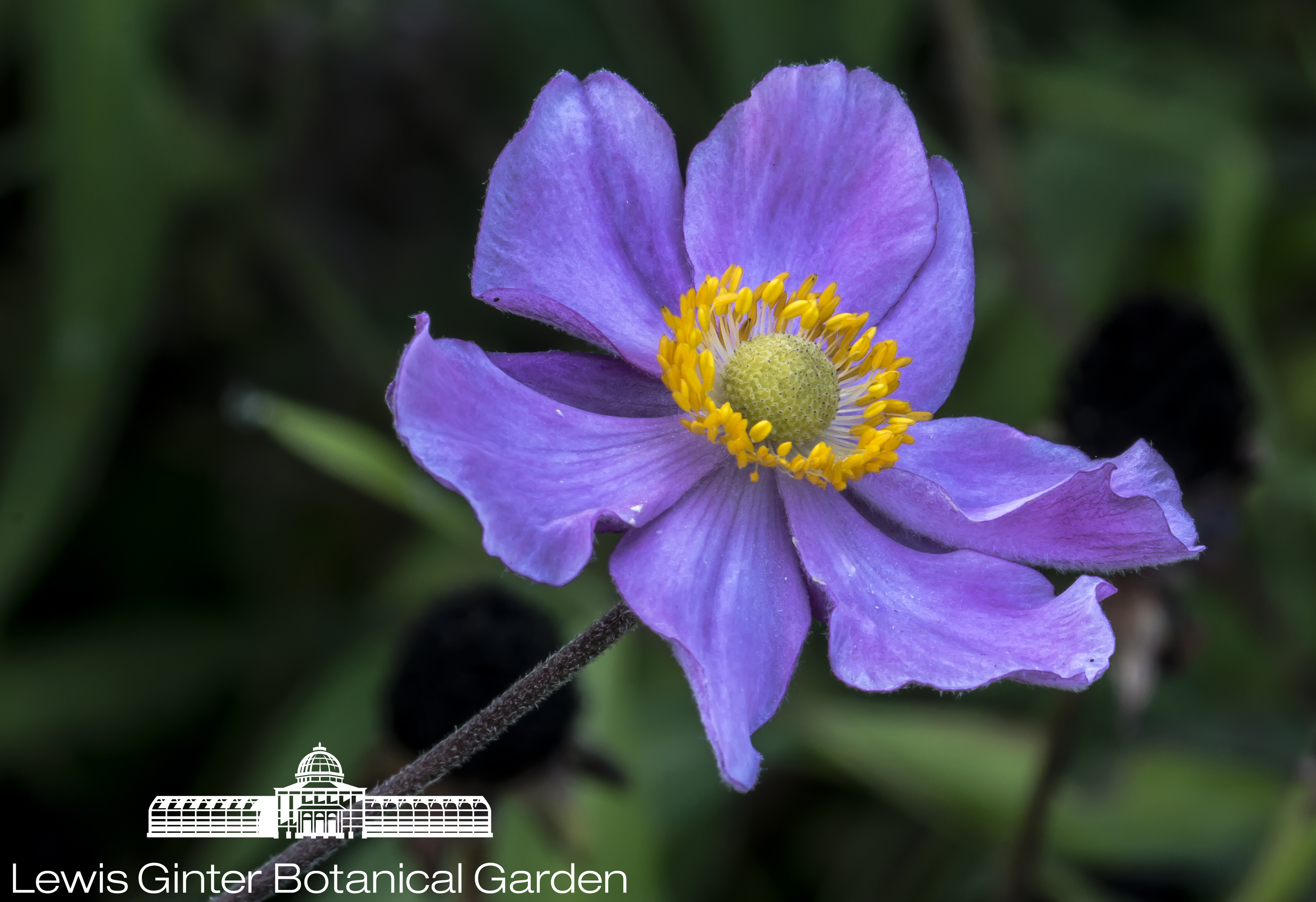 Windflower; Anemone - Lewis Ginter Botanical Garden