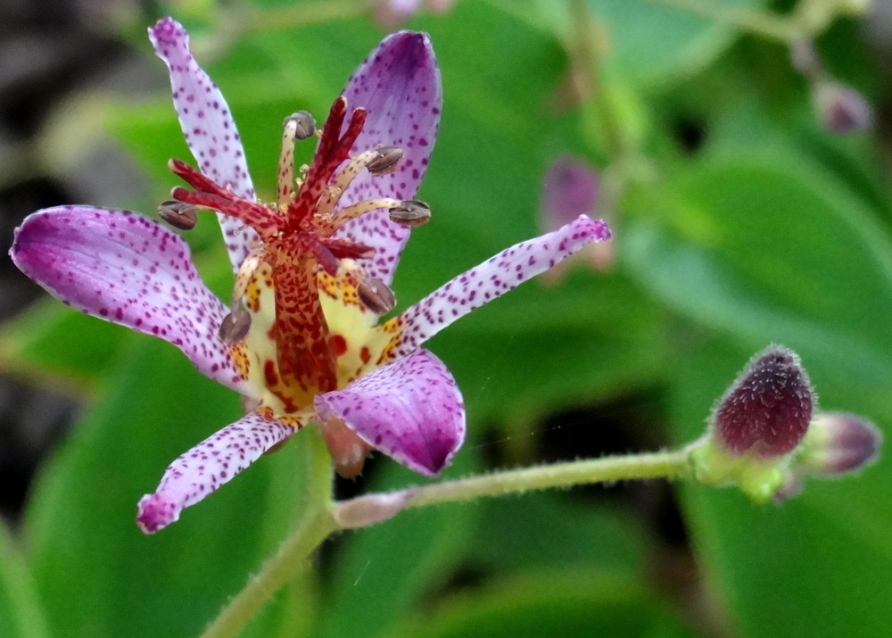 Tricyrtis formosana; 'Samurai' Toad Lily  