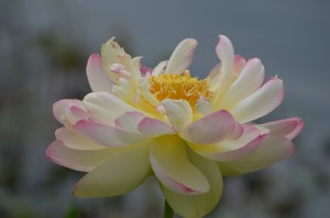 Nelumbo nucifera (sacred lotus