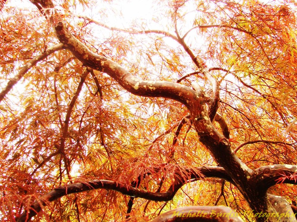 Japanese maple in the Asian Valley