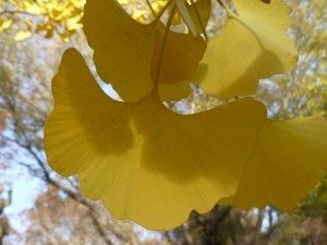 Yellow Ginkgo leaves. Marking time & the passage of the seasons. 