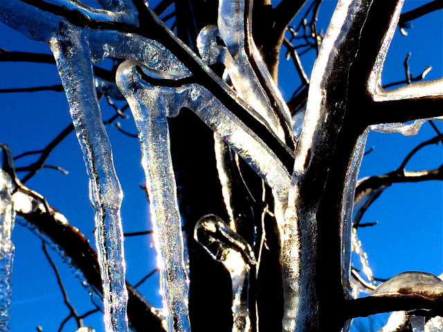 iced branches at lewis ginter botanical garden