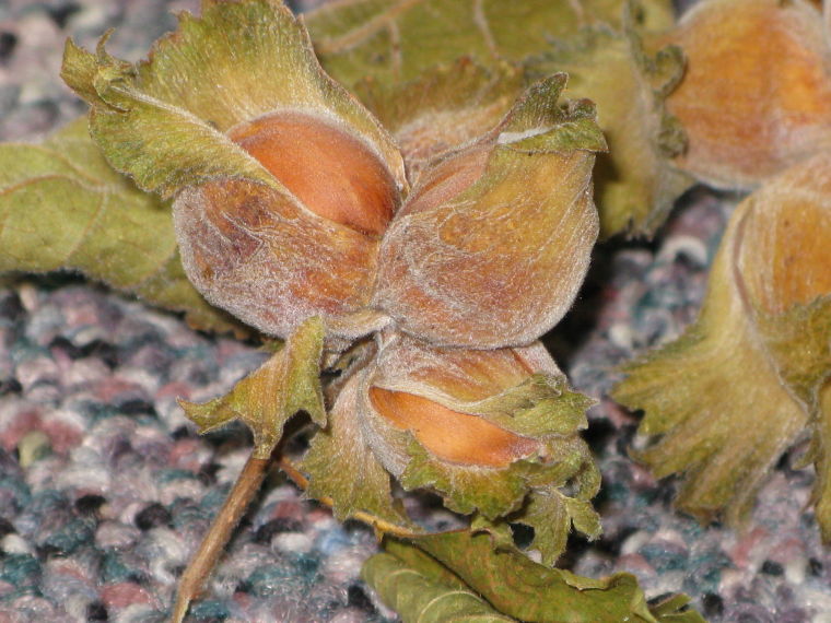  The American filbert tree provides tasty hazelnuts that are prized by people and wildlife. photo by Eva Monheim.