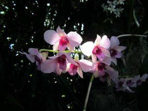 Dendrobium Tanida Two-Tone in the Conservatory.