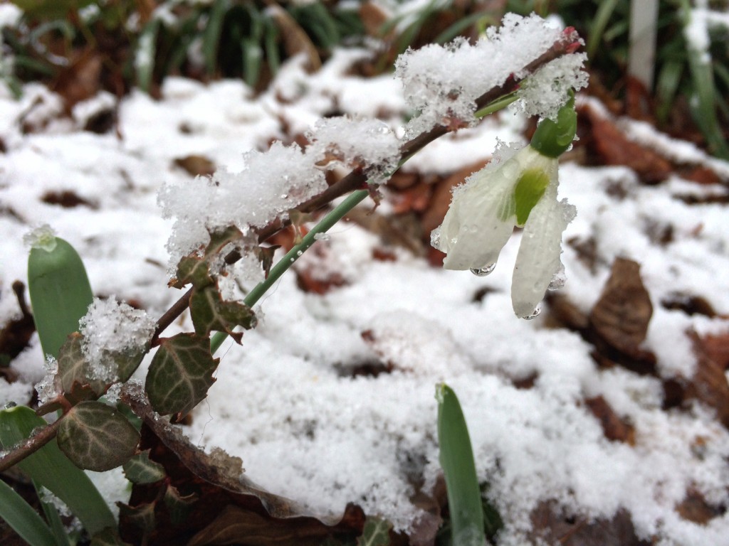 Snow drops (Galanthus elwesii) 