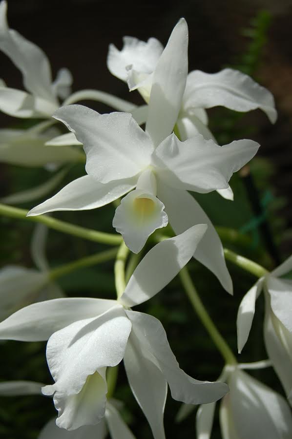 White Guarianthe skinneri