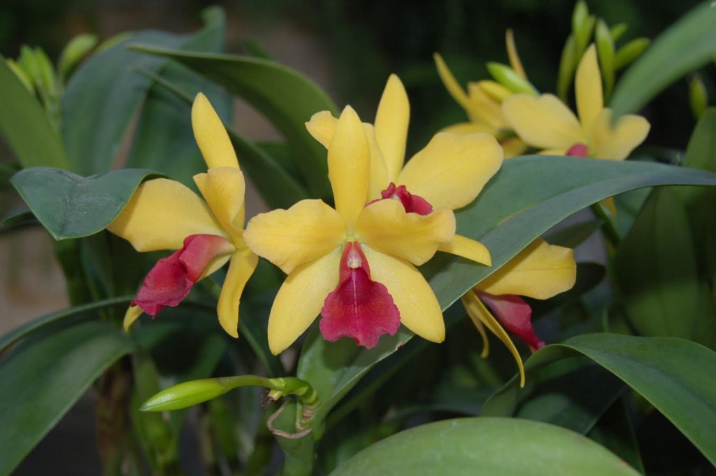 Cattlianthe Gold Digger 'Orchid Jungle' HCC/AOS