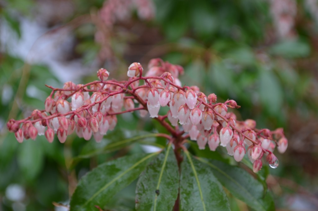  Pieris japonica 'Dorothy Wycoff' or Lily of the Valley Bush