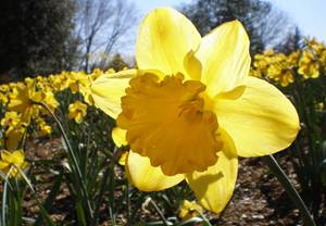 traditional daffodil