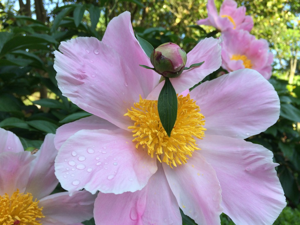 Peony blooms and buds 