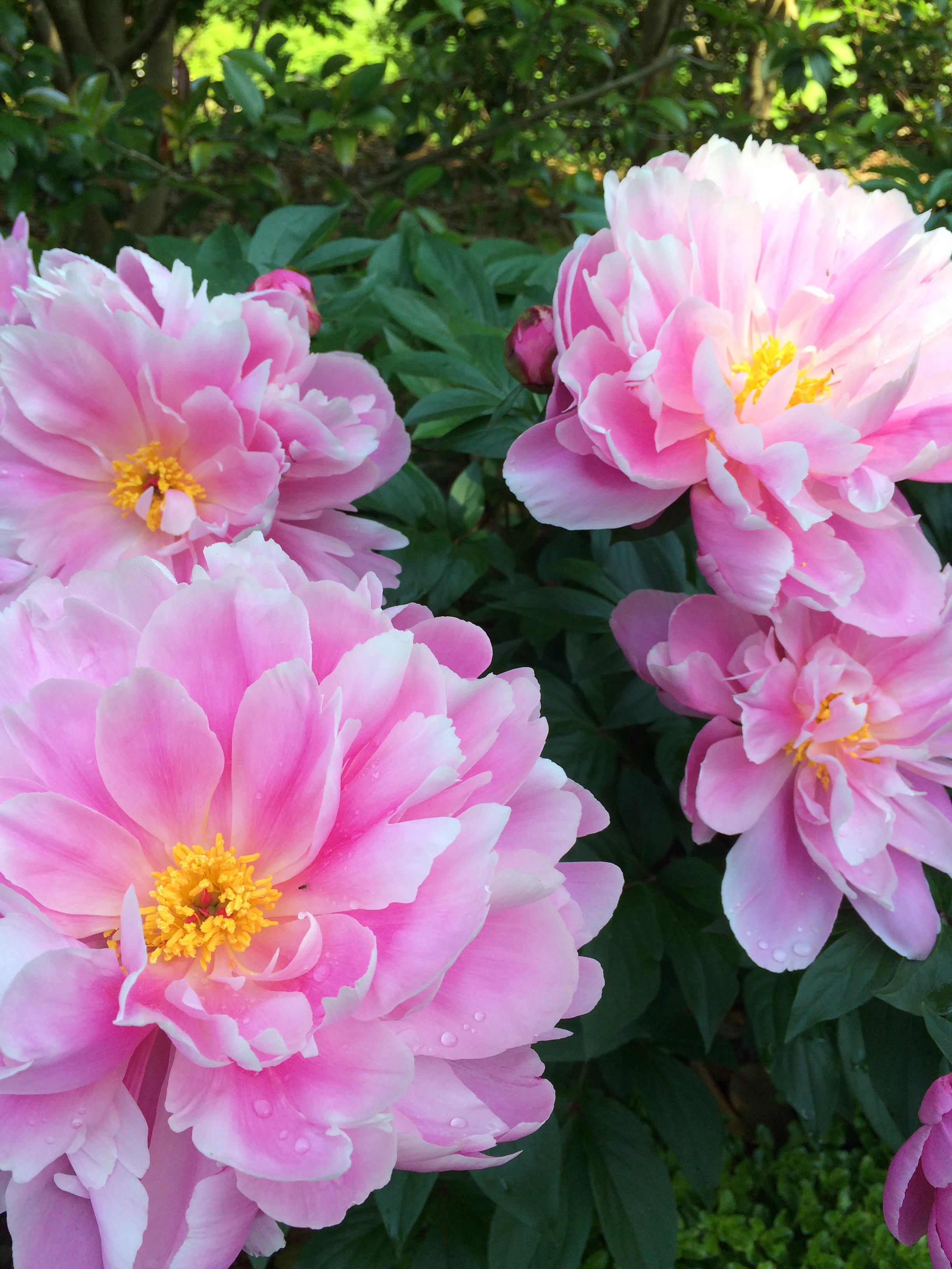 Knockout Blooms: Peonies - Lewis Ginter Botanical Garden