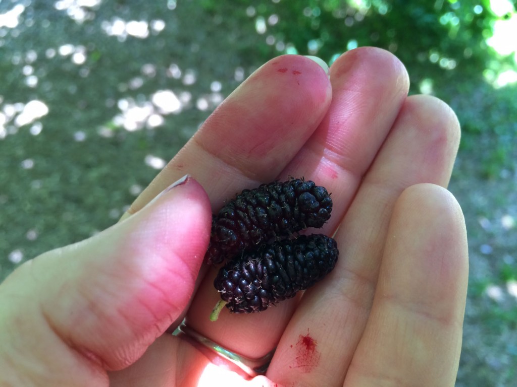 Juicy mulberries stain your hands. 