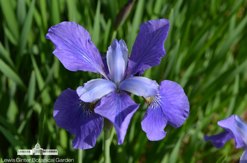 Siberian Iris 'Blue Moon'