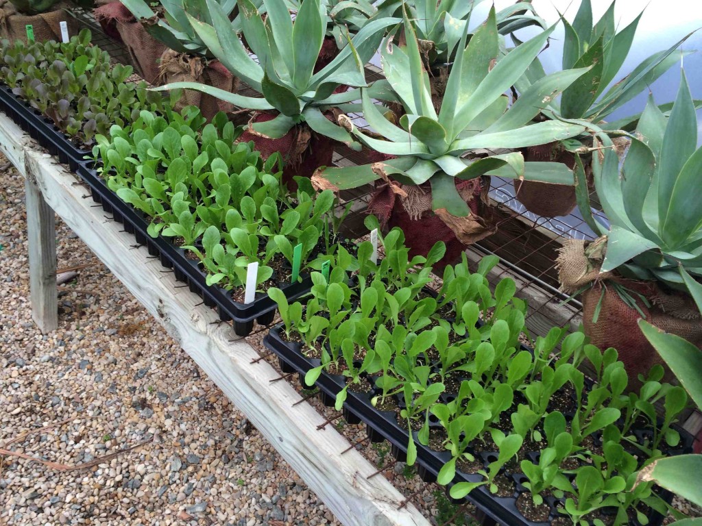 We starting sowing lettuce seed in the greenhouse on February 24. These seedlings are shown from March 25, with Blue Flame agave standing guard.