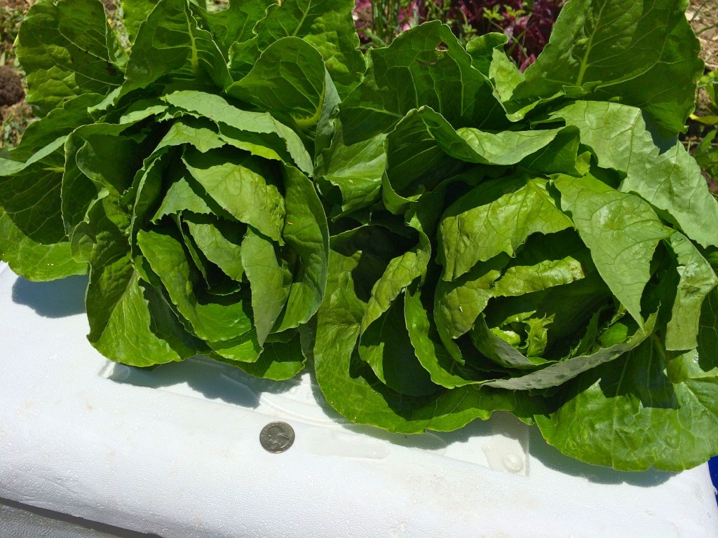 Two heads of the Coastal Star romaine.