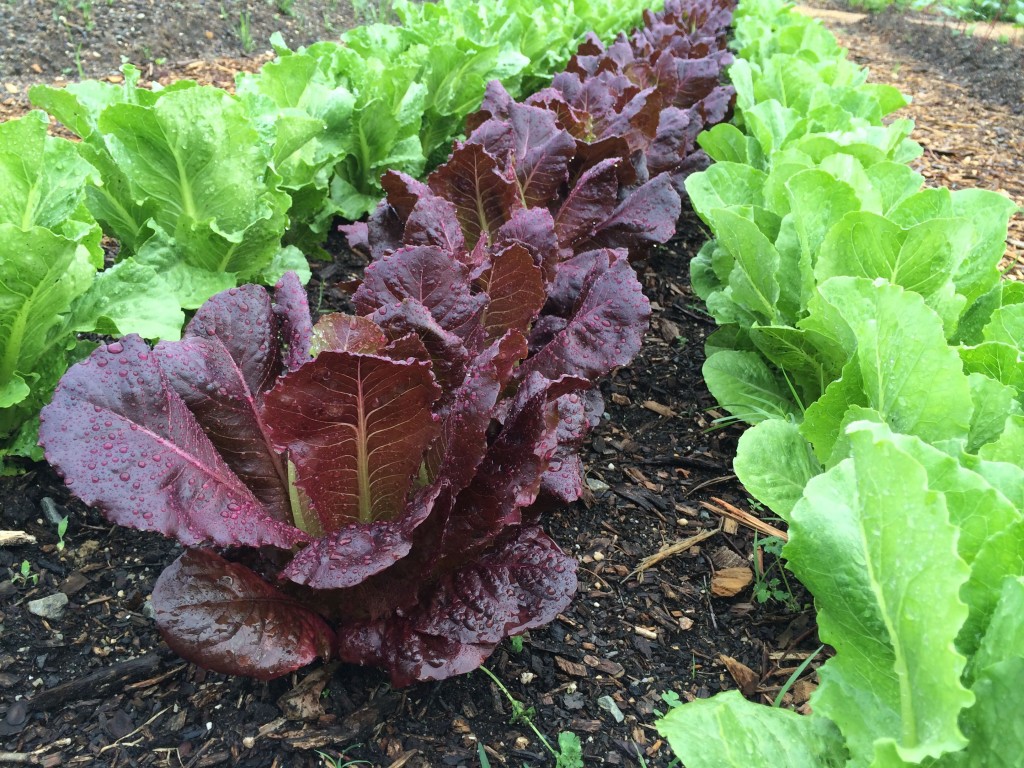 We grew three cultivars: Green Forest, Coastal Star and Red Cash. All three were Romaine-style heads and the organic seed was sourced from Johnny's Seeds. The Red Cash was the most attractive, but the Coastal Star produced the densest, heaviest heads.