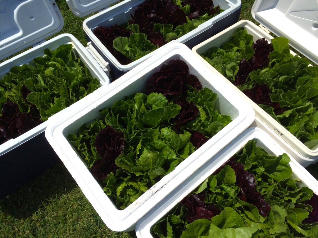 We use coolers with a little ice in the bottom to refrigerate the lettuce during the delivery process to FeedMore's Community Kitchen. 