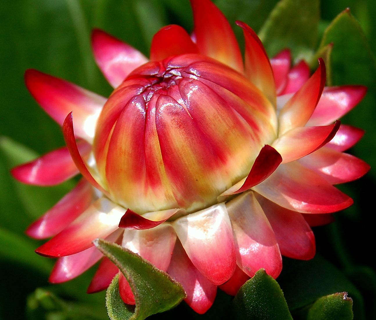 вечное растение