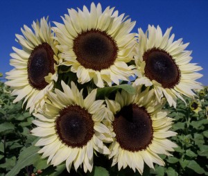 Hybrid technology has led to new varieties of a favorite garden classic, including this Coconut Ice sunflower, which shows off a creamy white flowerhead.