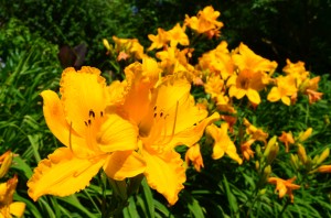 day lily explosion