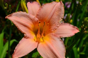 day lily pink 