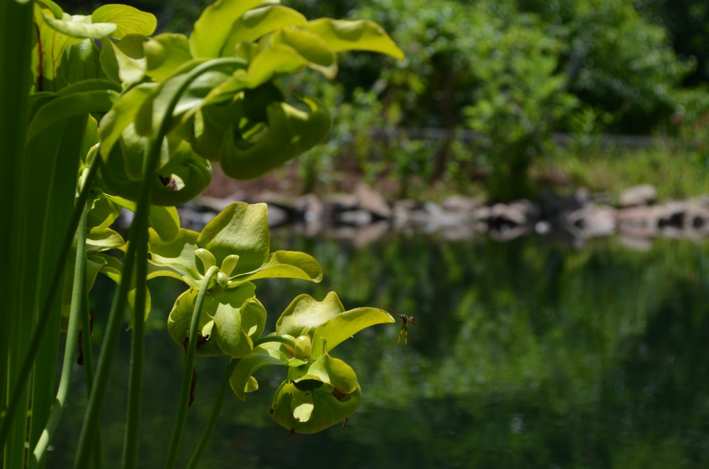 Look closely! Soon that insect may be dinner for this pitcher plant.