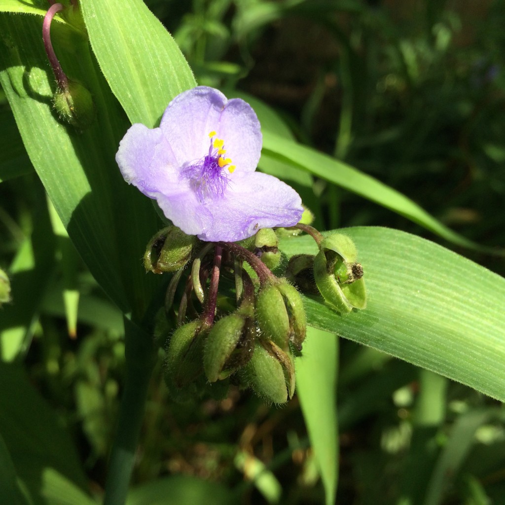 Tradescantia virginiana