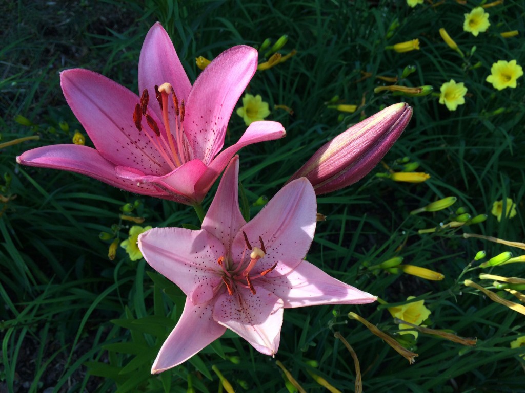 Pink Asiatic lilies 