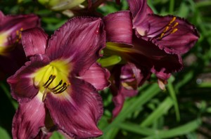 martagon lily