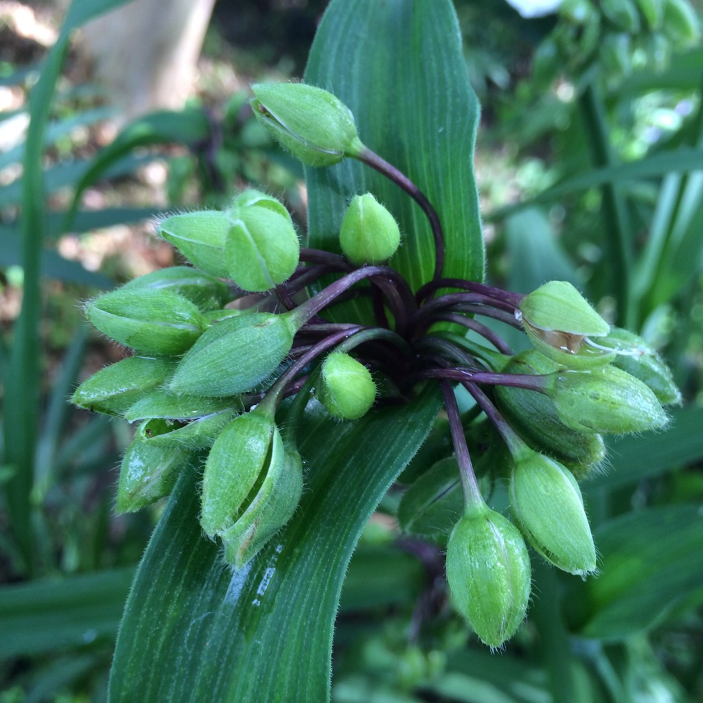 spiderwort: bead-like pods that form after the bloom. 