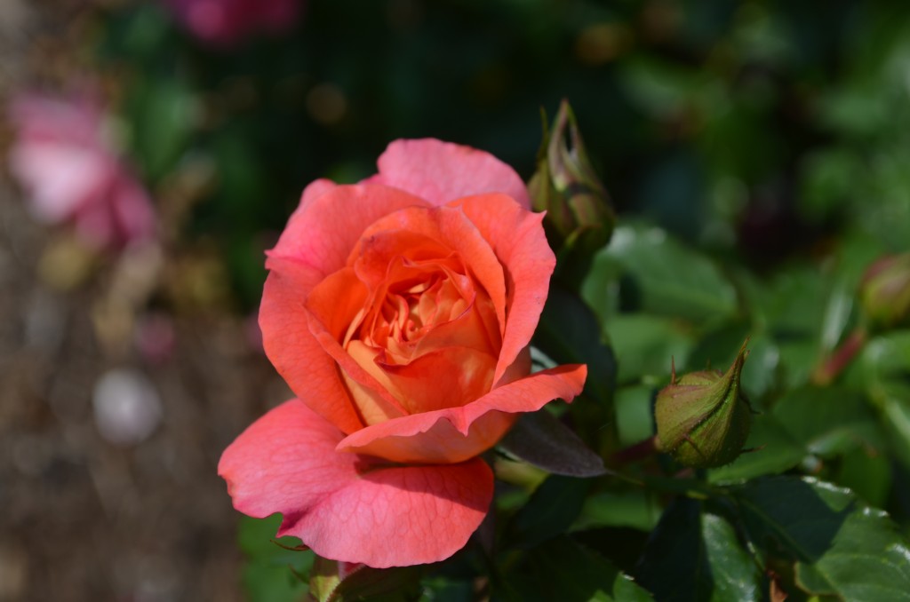 brothers grimm fairytale Rose