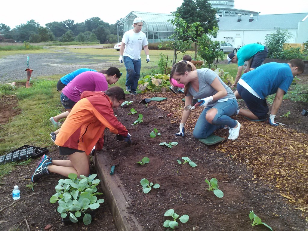 UR law students planting cabbage