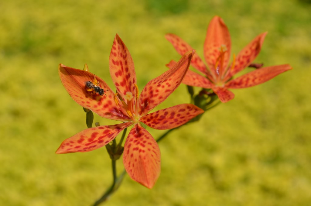 Iris domestica or blackberry lily