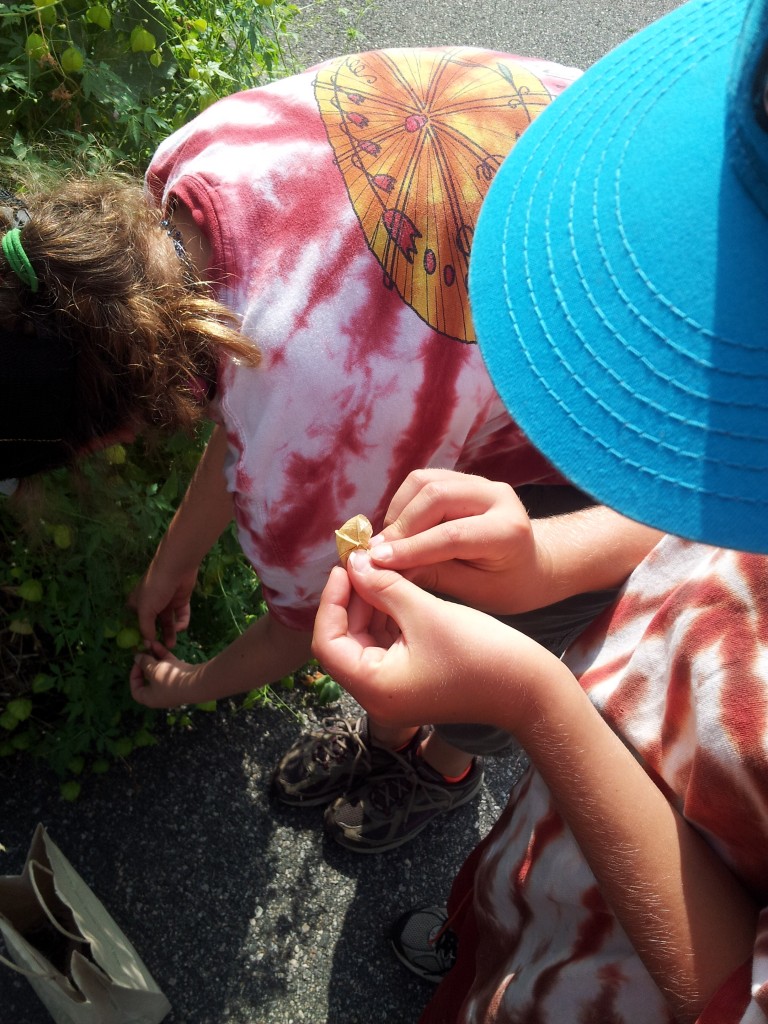 Volunteers examining a puff of seeds on the "love-in-a-puff" plant.