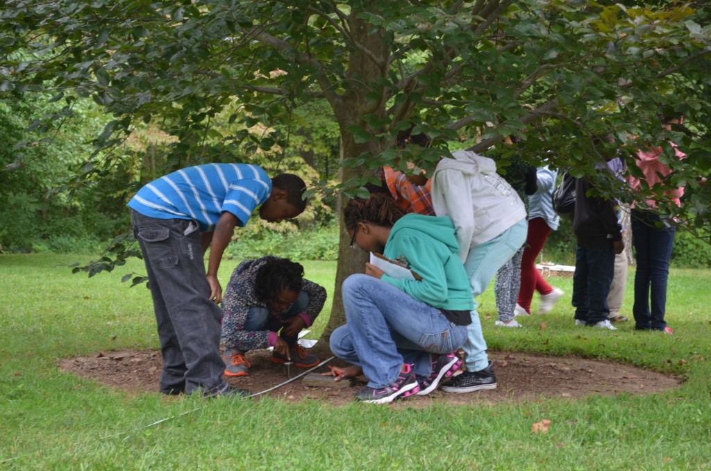 Fifth graders taking the temperature of the soil at various radius from the tree trunk.